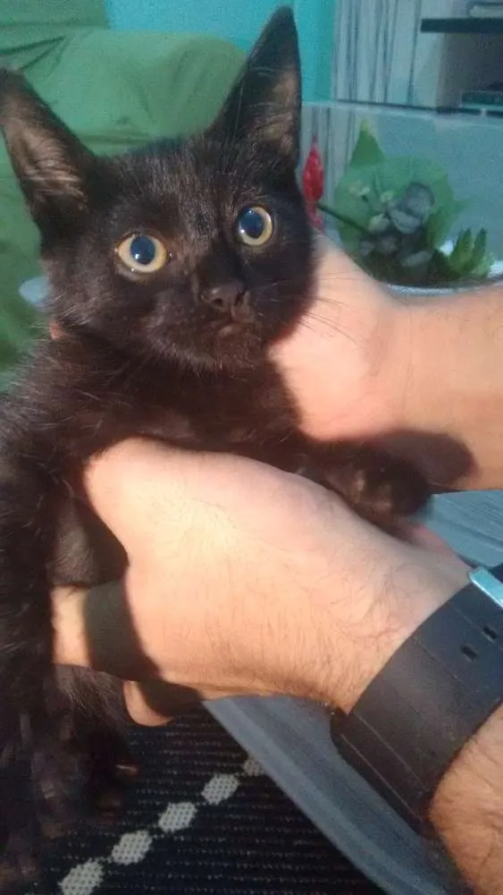 Gato ra a Vl idade 2 a 6 meses nome Sem nomes