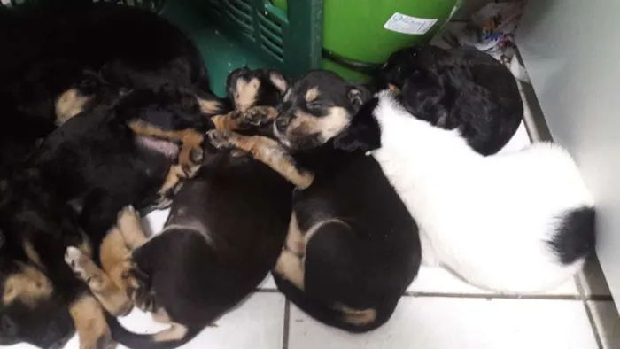 Cachorro ra a vira- lata idade Abaixo de 2 meses nome sem nome