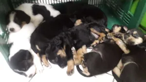 Cachorro raça vira- lata idade Abaixo de 2 meses nome sem nome