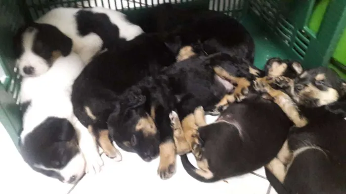 Cachorro ra a vira- lata idade Abaixo de 2 meses nome sem nome