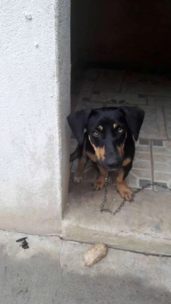 Cachorro raça  idade 7 a 11 meses nome kika