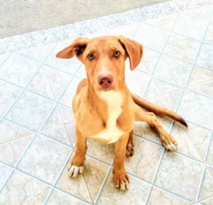 Cachorro raça Mestiço idade 2 a 6 meses nome Caramelo