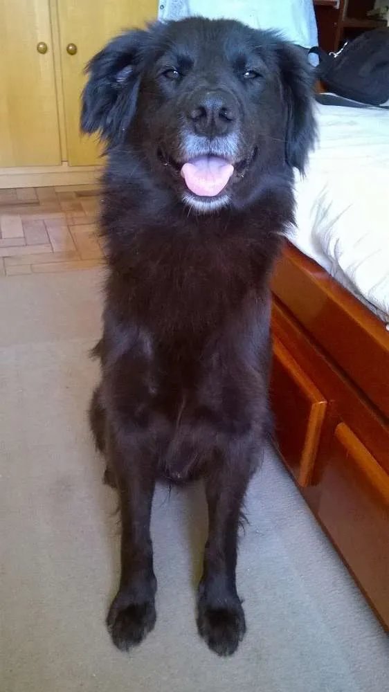 Cachorro ra a Não definida idade 1 ano nome Preto