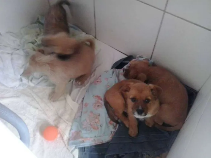 Cachorro ra a Vários idade Abaixo de 2 meses nome Outros