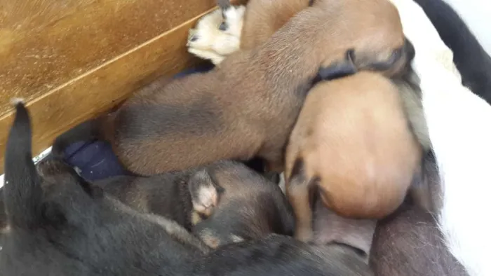 Cachorro ra a Vila las com bace idade Abaixo de 2 meses nome Não tem nomes