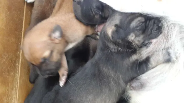 Cachorro ra a Vila las com bace idade Abaixo de 2 meses nome Não tem nomes