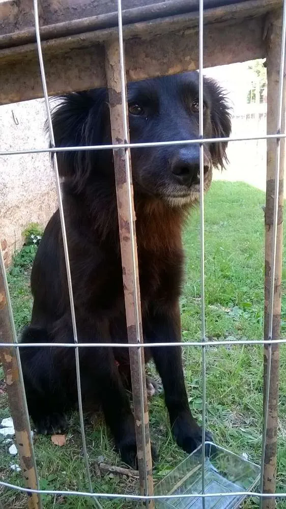 Cachorro ra a Não definida idade 1 ano nome Preto