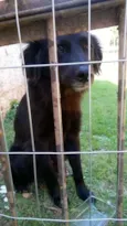 Preto