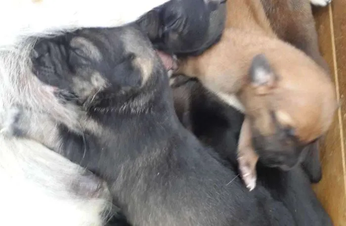 Cachorro ra a Vila las com bace idade Abaixo de 2 meses nome Não tem nomes