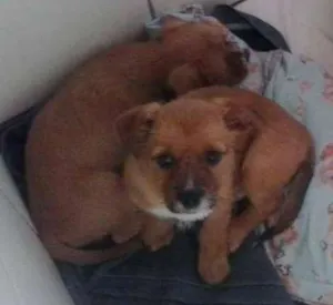 Cachorro raça Vários idade Abaixo de 2 meses nome Outros