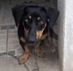 Cachorro raça  idade 7 a 11 meses nome kika