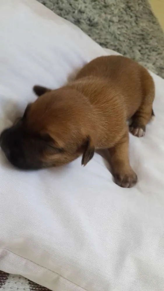 Cachorro ra a Vila las com bace idade Abaixo de 2 meses nome Não tem nomes