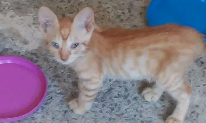 Gato ra a SRD idade Abaixo de 2 meses nome Sem nome 