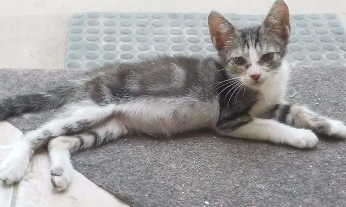 Gato ra a SRD idade Abaixo de 2 meses nome Sem nome 