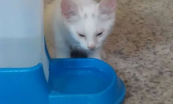 Gato ra a SRD idade Abaixo de 2 meses nome Sem nome 