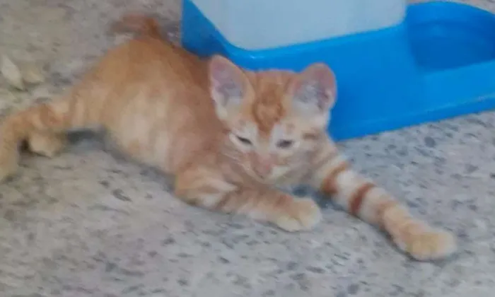 Gato ra a SRD idade Abaixo de 2 meses nome Sem nome 