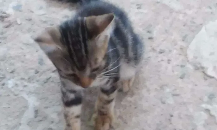 Gato ra a SRD idade Abaixo de 2 meses nome Sem nome 