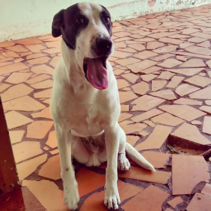 Cachorro ra a Labrador com Vira Lata idade 2 anos nome Airon