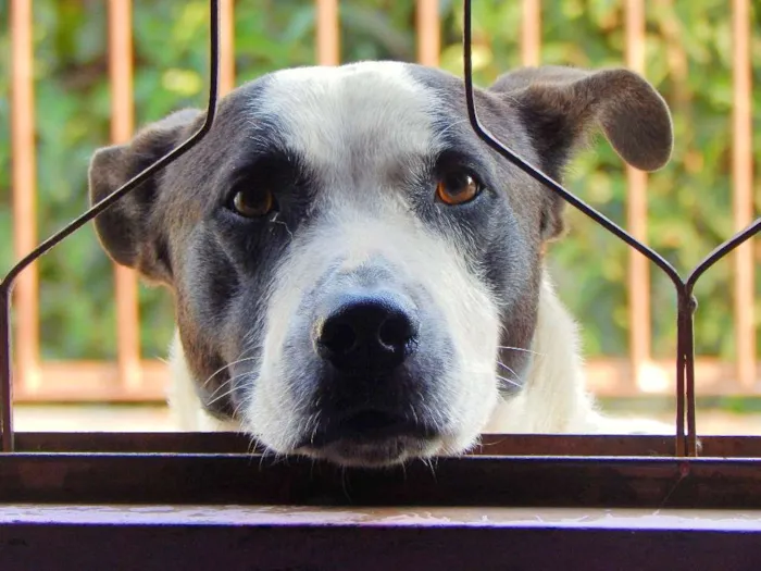 Cachorro ra a Labrador com Vira Lata idade 2 anos nome Airon