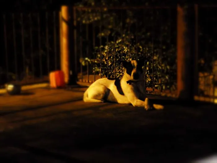 Cachorro ra a Labrador com Vira Lata idade 2 anos nome Airon