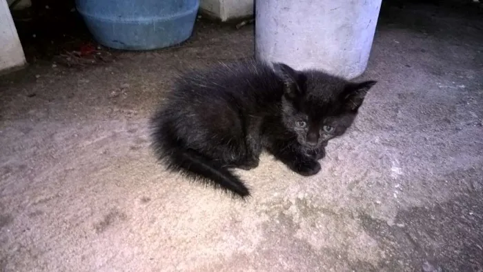 Gato ra a Desconhecida idade Abaixo de 2 meses nome Pretinho