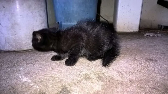 Gato ra a Desconhecida idade Abaixo de 2 meses nome Pretinho