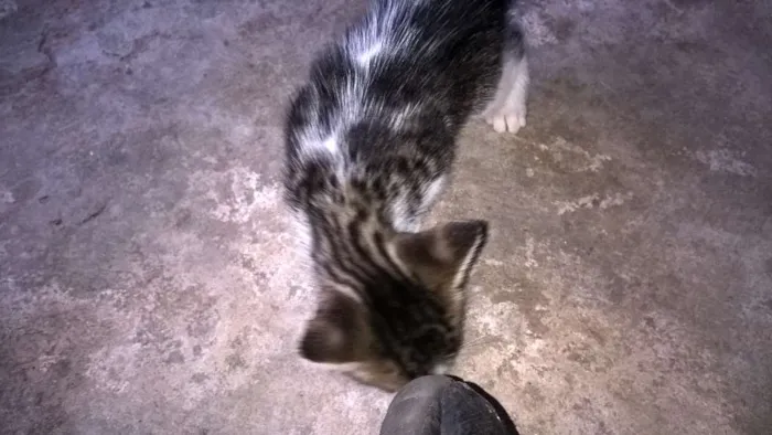 Gato ra a Desconhecida idade Abaixo de 2 meses nome Docinho
