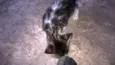 Docinho