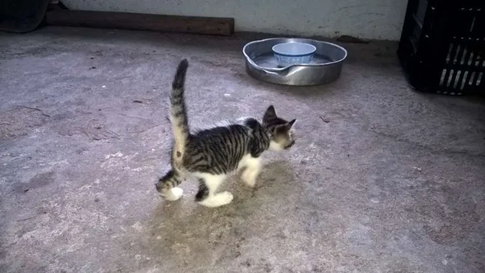 Gato ra a Desconhecida idade Abaixo de 2 meses nome Docinho