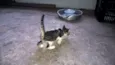 Docinho