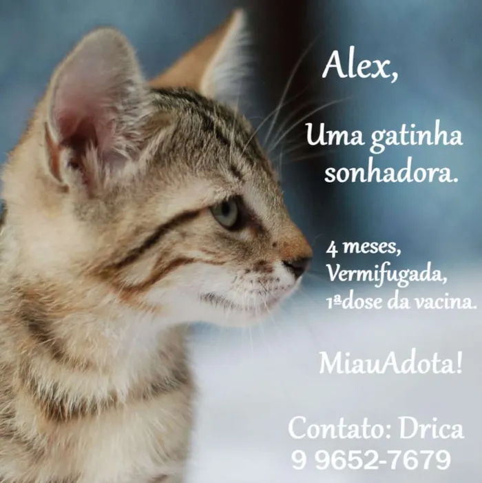 Gato ra a SRD idade 2 a 6 meses nome Alex