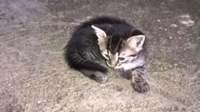 Gato ra a Desconhecida idade Abaixo de 2 meses nome Beto