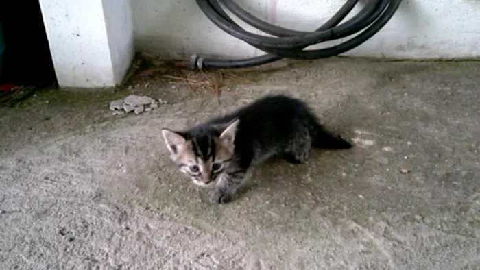 Gato ra a Desconhecida idade Abaixo de 2 meses nome Beto