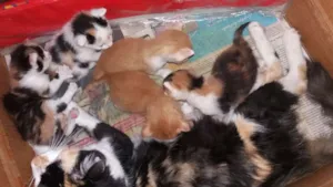 Gato raça Sem raça  idade Abaixo de 2 meses nome Sem nomes