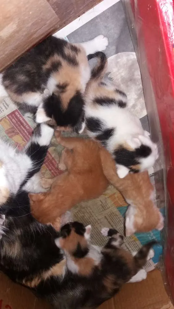 Gato raça Sem raça  idade Abaixo de 2 meses nome Sem nomes