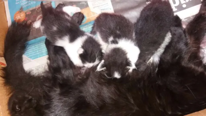 Gato raça Sem raça  idade Abaixo de 2 meses nome Sem nomes
