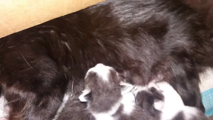 Gato raça Sem raça  idade Abaixo de 2 meses nome Sem nomes
