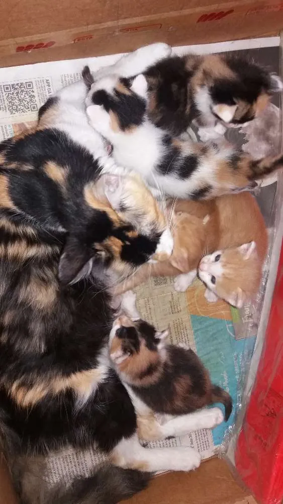 Gato raça Sem raça  idade Abaixo de 2 meses nome Sem nomes