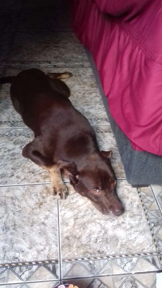 Cachorro ra a Labrador idade 4 anos nome Mel