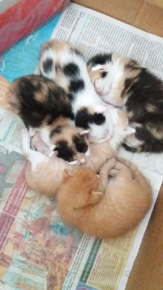 Gato raça Sem raça  idade Abaixo de 2 meses nome Sem nomes