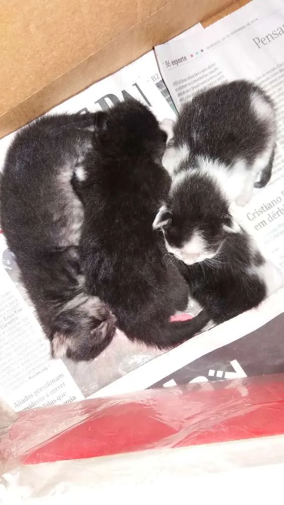 Gato raça Sem raça  idade Abaixo de 2 meses nome Sem nomes