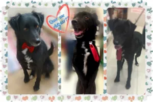 Cachorro raça SRD idade 2 anos nome Black 