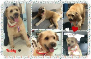 Cachorro raça SRD idade 3 anos nome Teddy