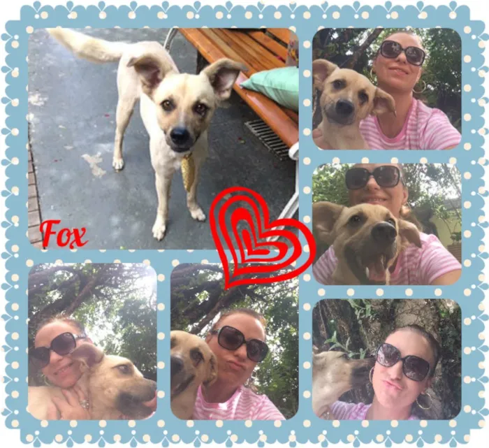 Cachorro ra a SRD idade 3 anos nome Fox