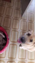 Paco