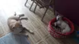 Paco
