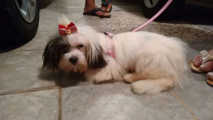 Cachorro ra a Lhasa apso idade 1 ano nome Poli