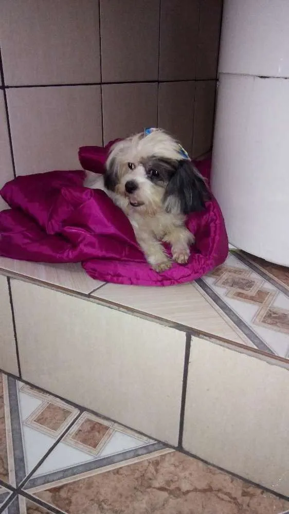 Cachorro ra a Lhasa apso idade 1 ano nome Poli