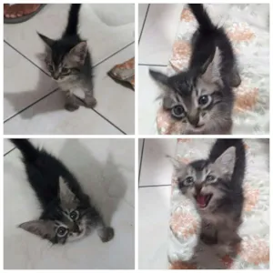 Gato raça SRD idade Abaixo de 2 meses nome Sem nome