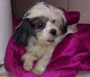 Cachorro raça Lhasa apso idade 1 ano nome Poli